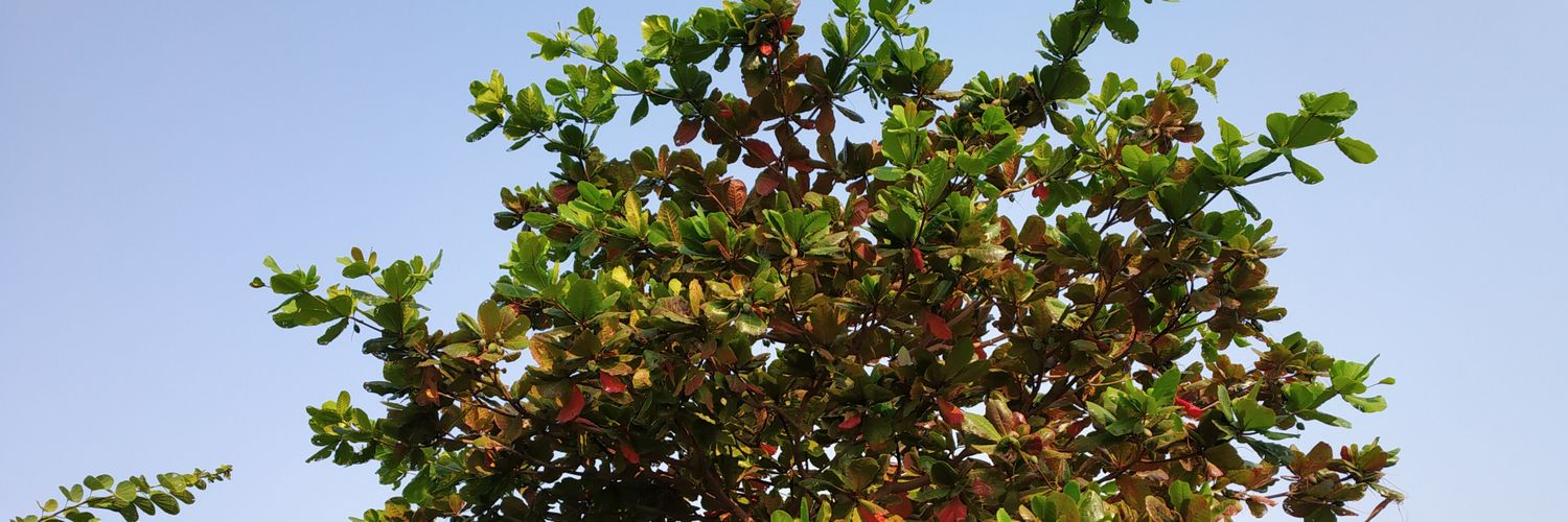 aamwale's profile banner image