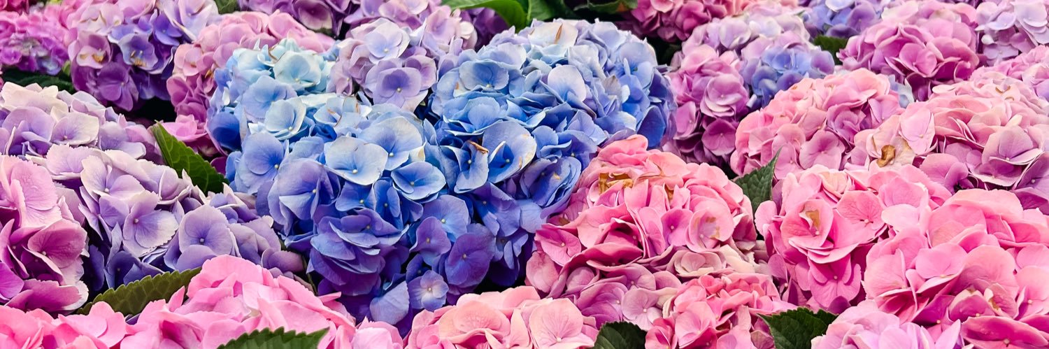 AshleyDavis_53's profile banner image