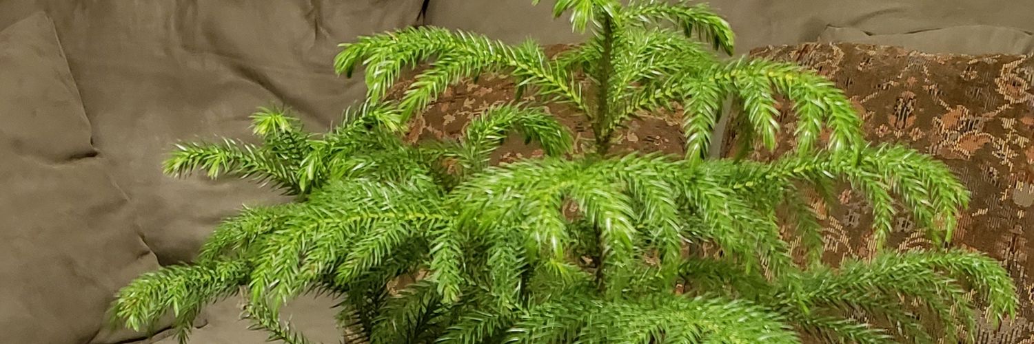 namebrandwes's profile banner image