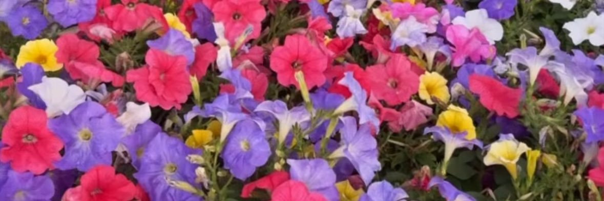 Ms_Marrie's profile banner image