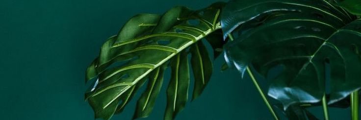 fannatisch's profile banner image