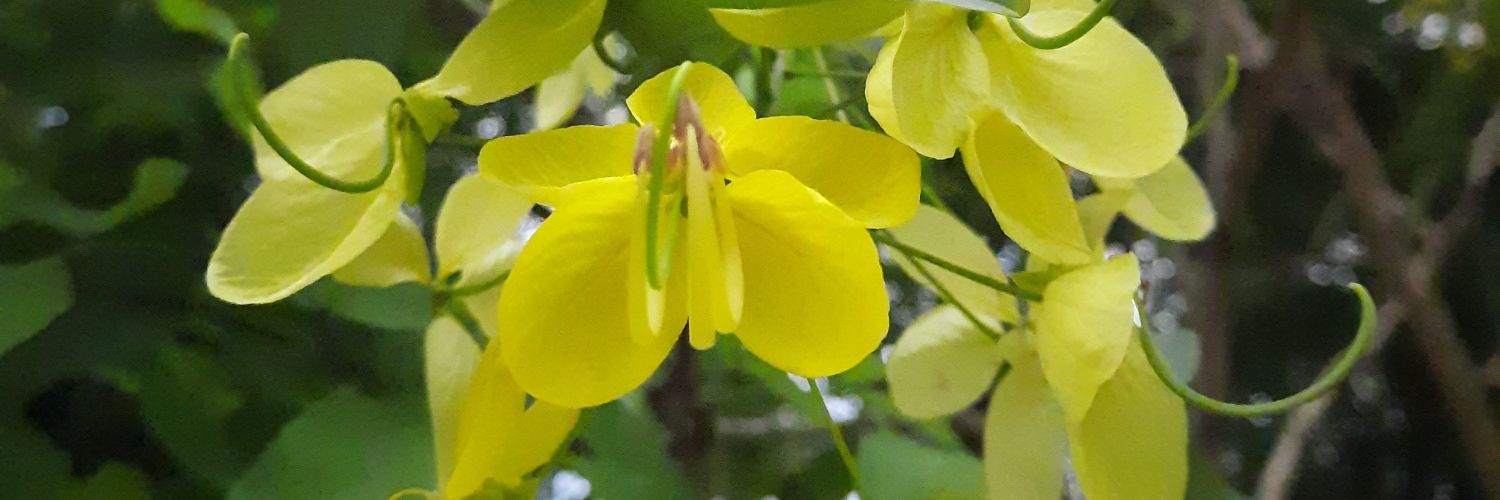 maya_annu's profile banner image