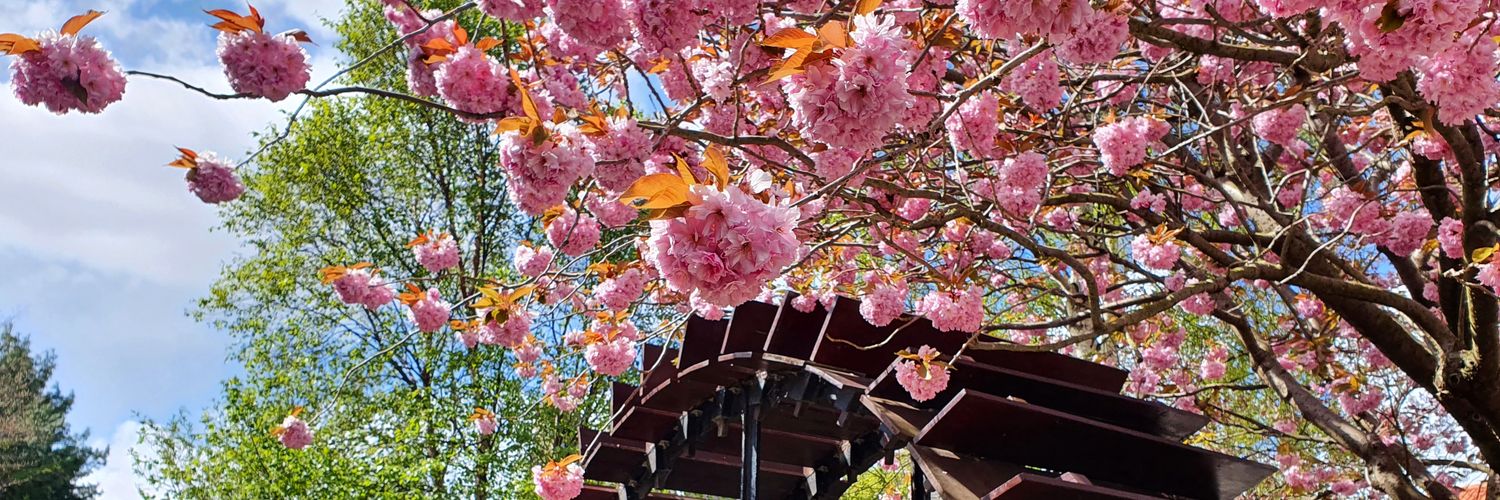 Amy Macpherson banner