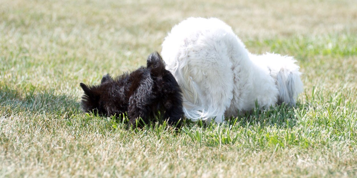 IzziAndBear's profile banner image