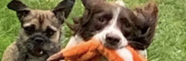 victim of injustice ❤️ JENGbA banner