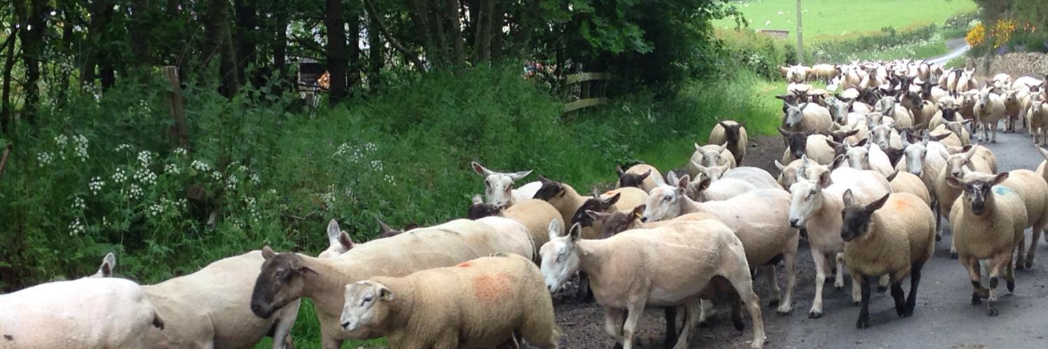 Jonny Williams banner