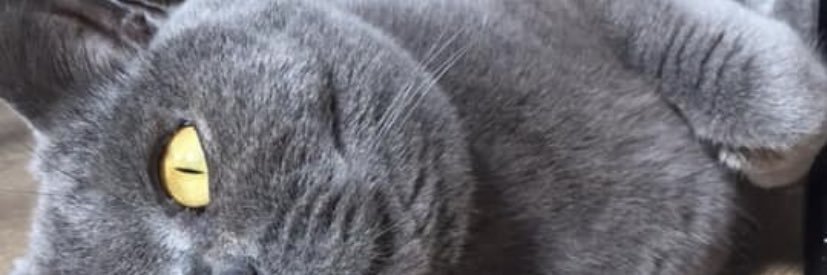 Georgiedodd3's profile banner image