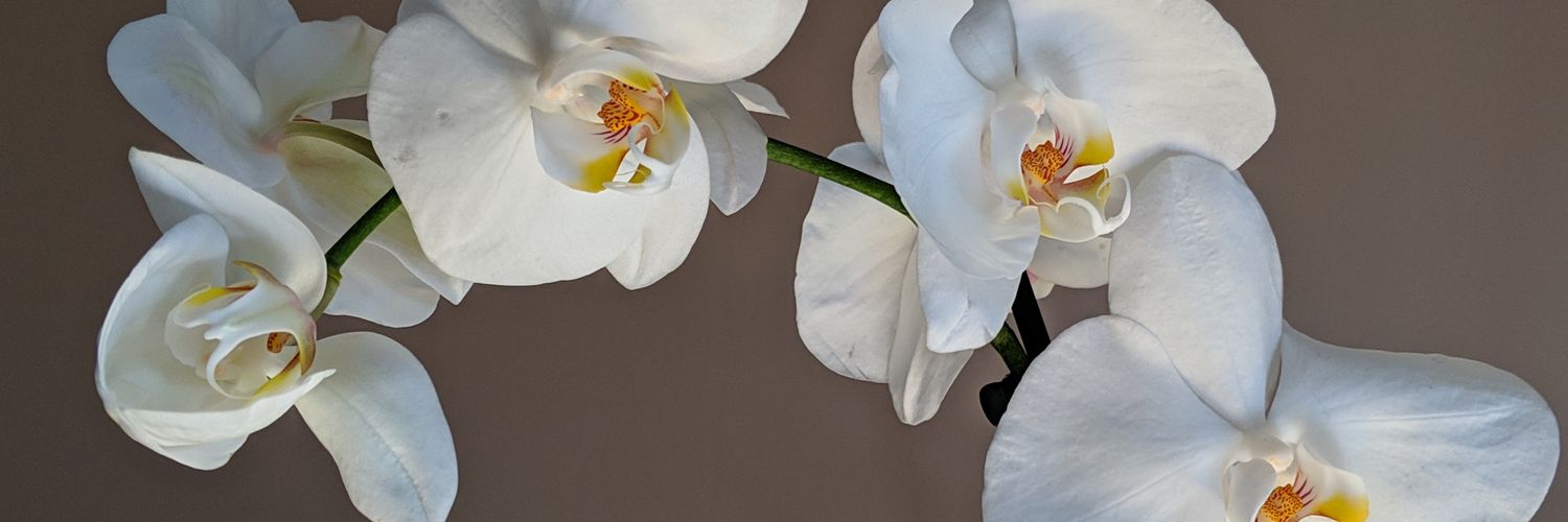 AShihTzuLife's profile banner image
