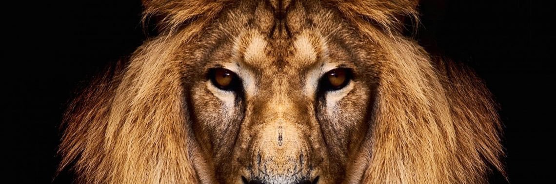 Jack_Dempsey7's profile banner image