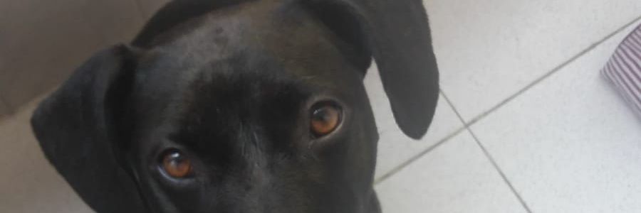 JLlerar's profile banner image