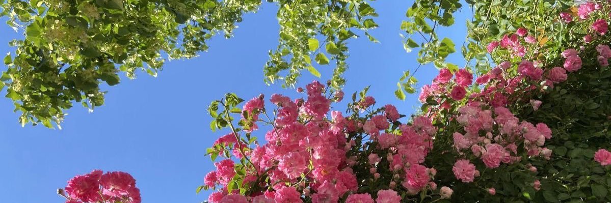 Iddy's banner