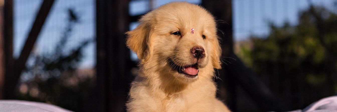 sillvaamanda_'s profile banner image