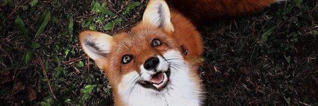 Ninja_Foxxy's profile banner image