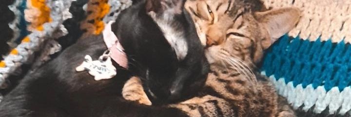 TanuContreras's profile banner image