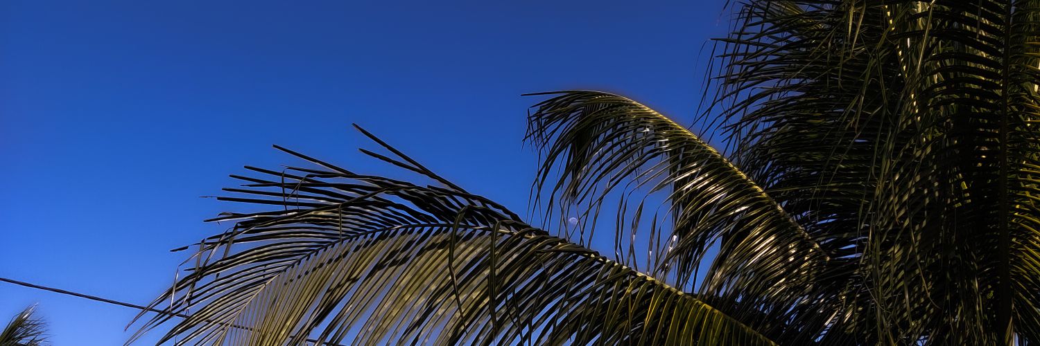 belladantaas's profile banner image