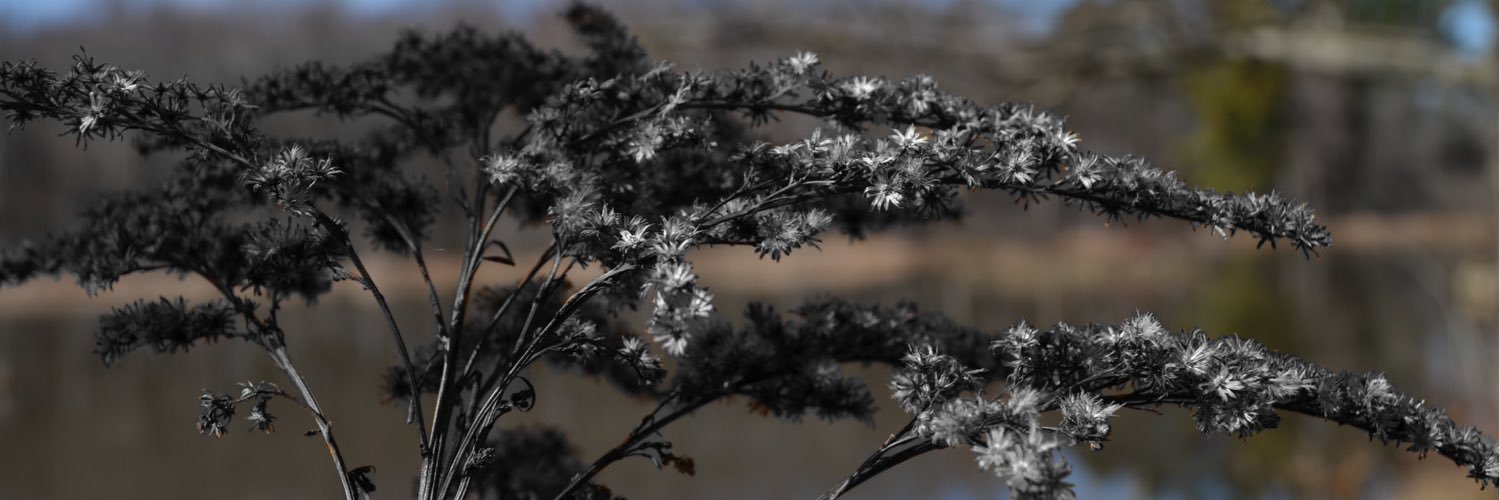 BlithelyDoleful's profile banner image