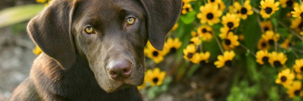 Dawn Howeth 🌤 banner