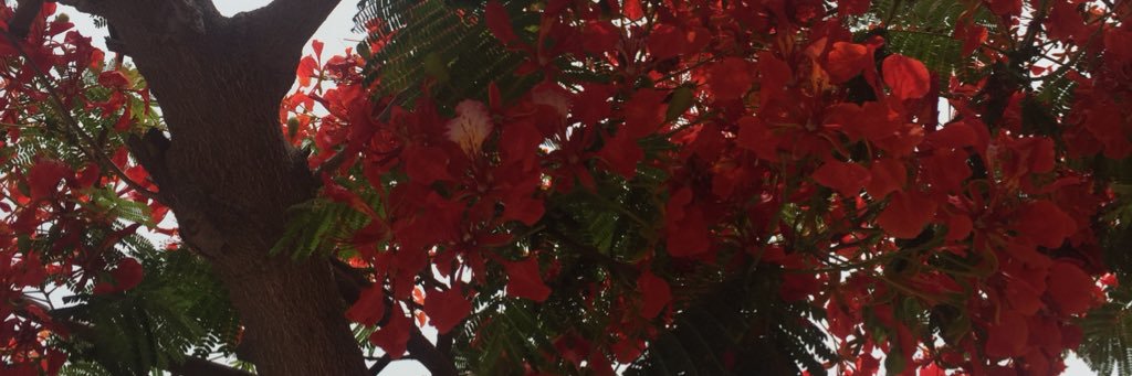 ChloeMLyons's profile banner image