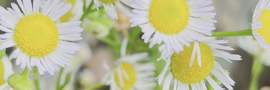 Matou banner