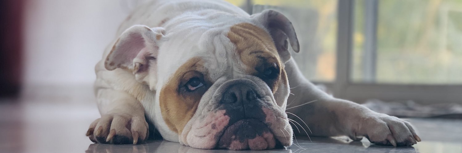 sabrianabelia's profile banner image