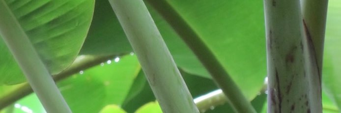 lizesmyth's profile banner image