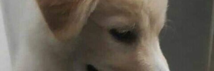 Rogasumo's profile banner image