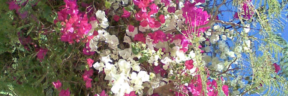 HalmaiEva's profile banner image