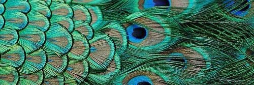JenJim89's profile banner image
