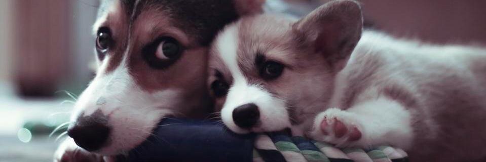 PBandCorg's profile banner image