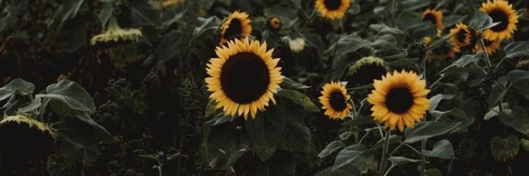 skyflower_765's profile banner image