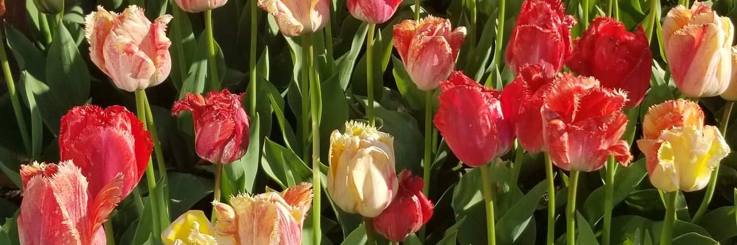 MidwestGal1127's profile banner image