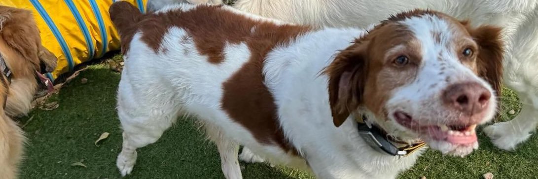 Bert Gallagher 🪻 banner