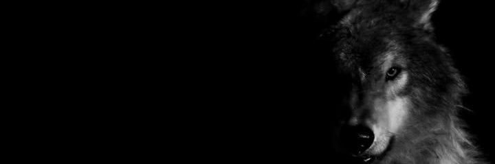 xmitchelljames's profile banner image