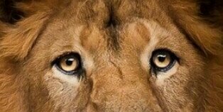 gato_SuarezR's profile banner image