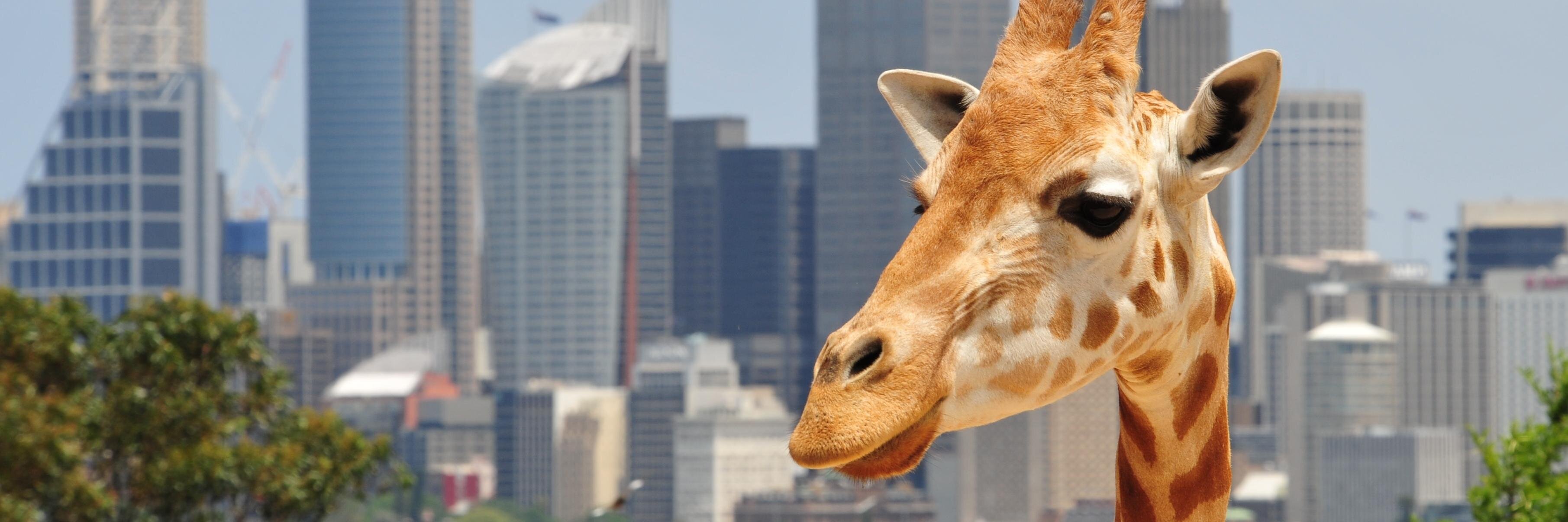 Council Zoo banner