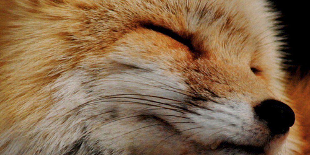 soltrickster's profile banner image