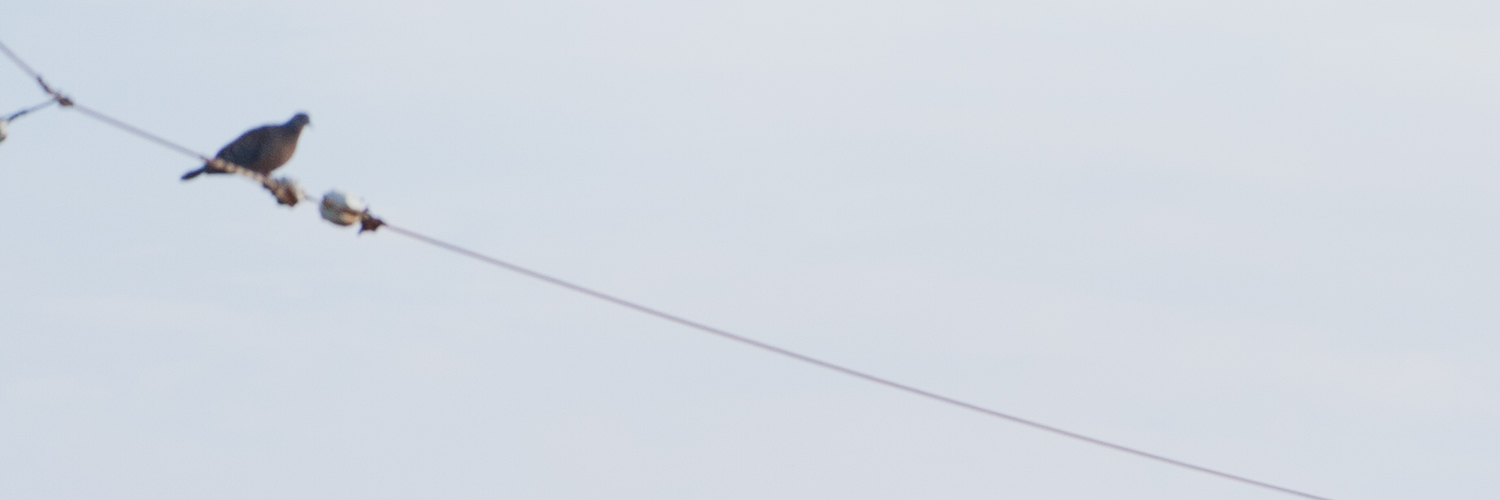 わいえす banner