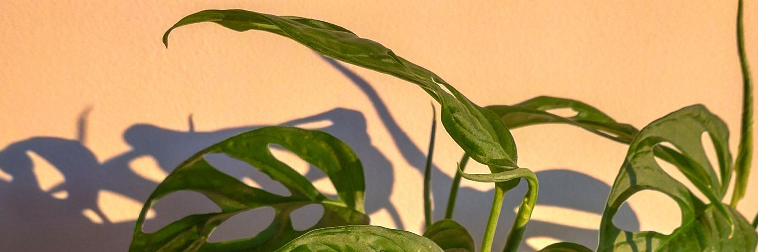 Margfoa's profile banner image