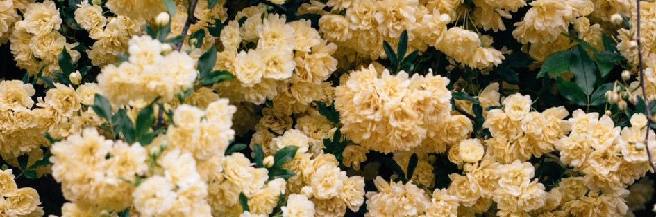 lavender69_'s profile banner image