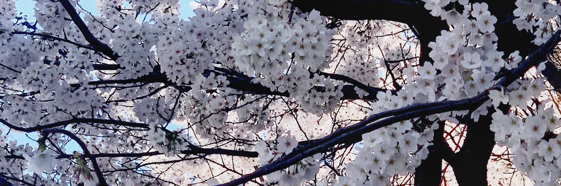 mimii_01's profile banner image
