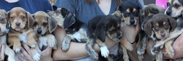 DogStarRescue Profile Banner