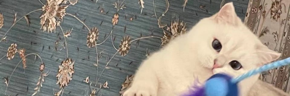 Landcngsxa's profile banner image