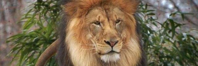 Billy puddleπ² banner