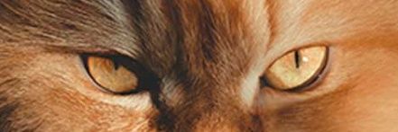 fergenc2's profile banner image