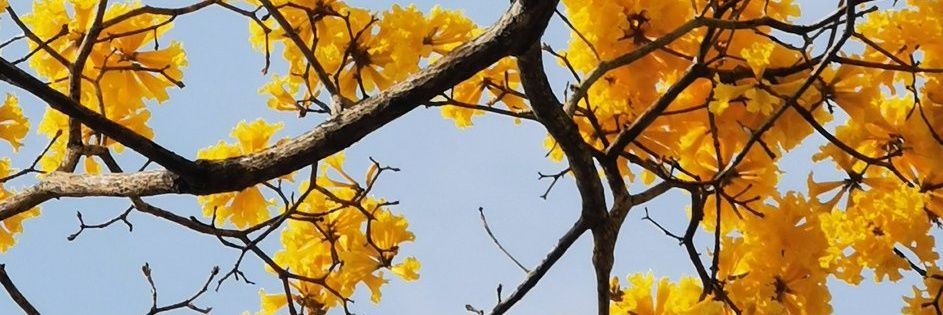 Jess_Ruggeri's profile banner image