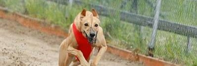 Minigreyhound's profile banner image