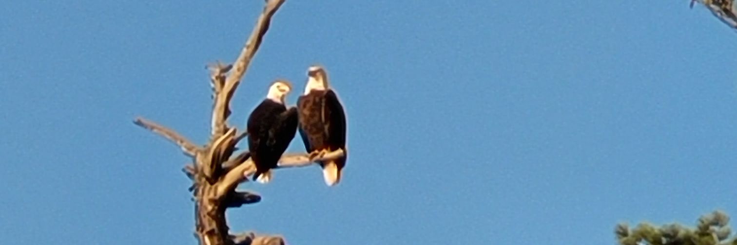 Nancy Travels banner