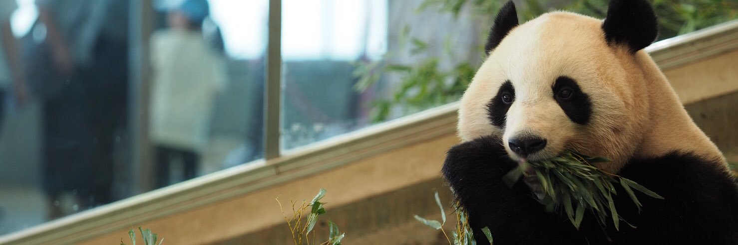 ☀️☁️ PANDA☔️☃️ banner