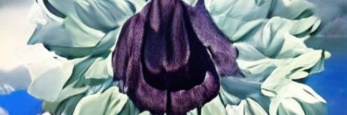 televazquez's profile banner image