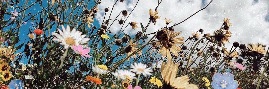 sendohrella's profile banner image